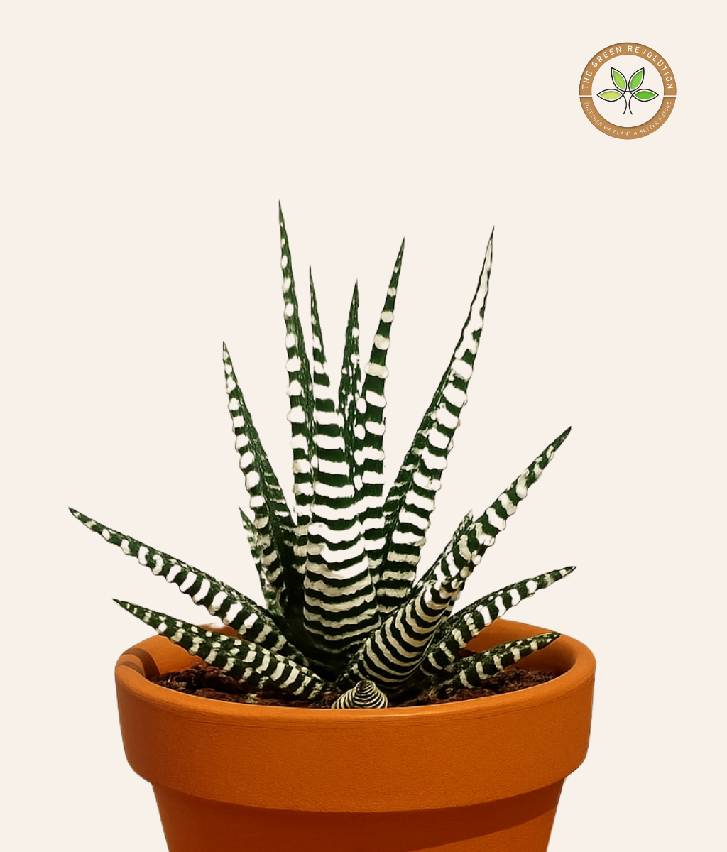 Haworthia fasciata (Zebra Haworthia)