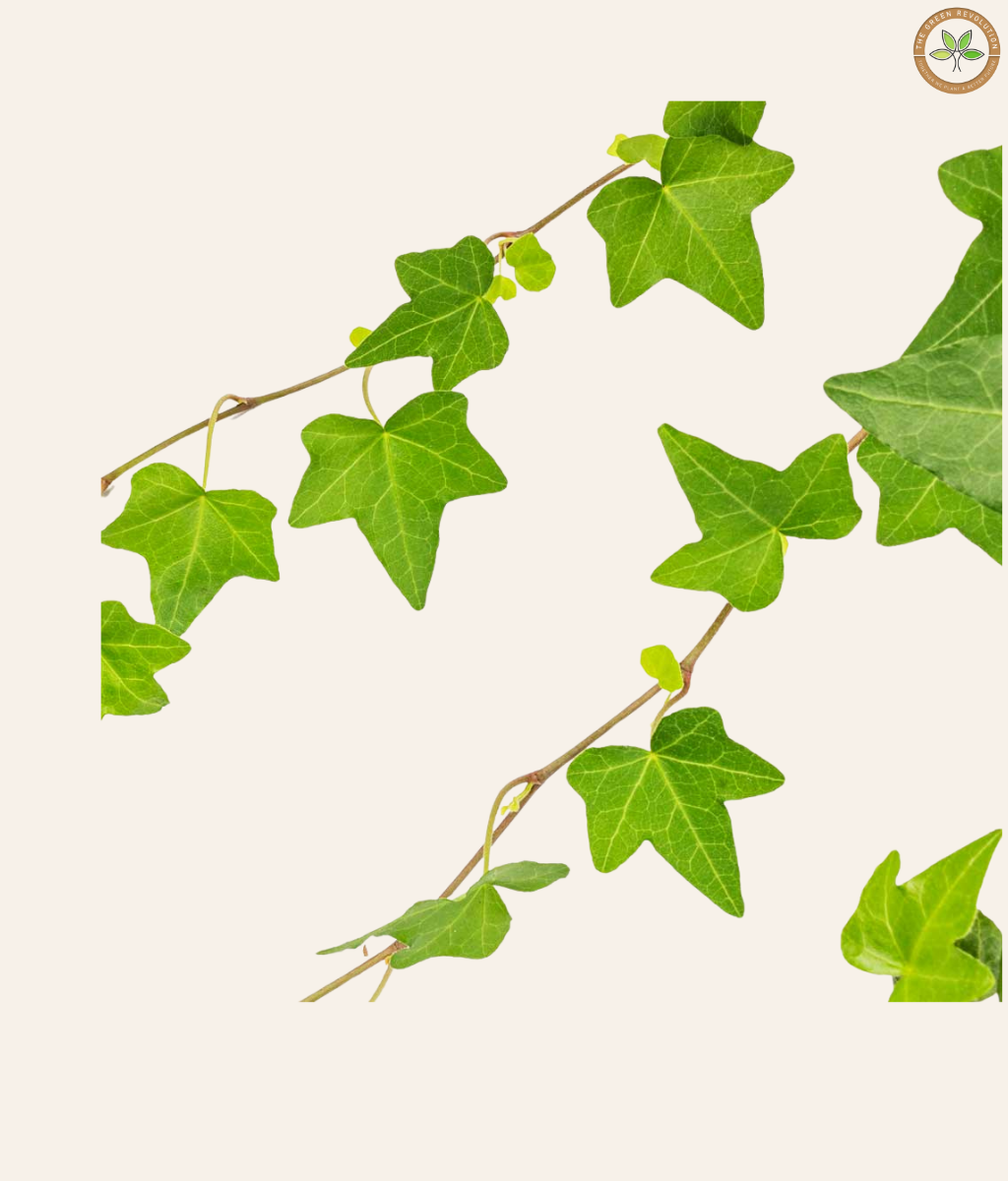 Hedera (English Ivy) - Desktop