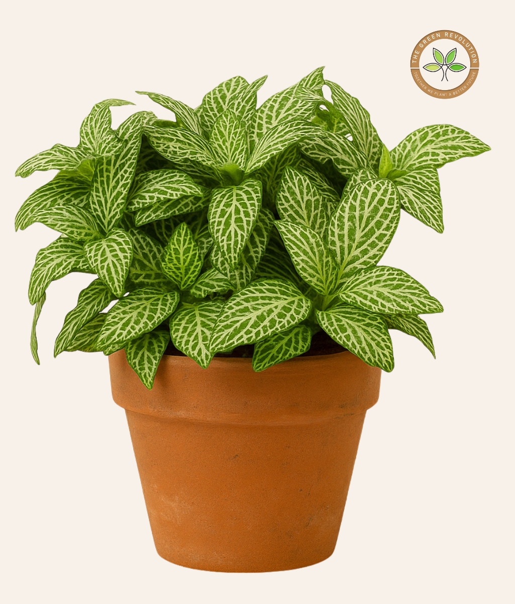 Fittonia