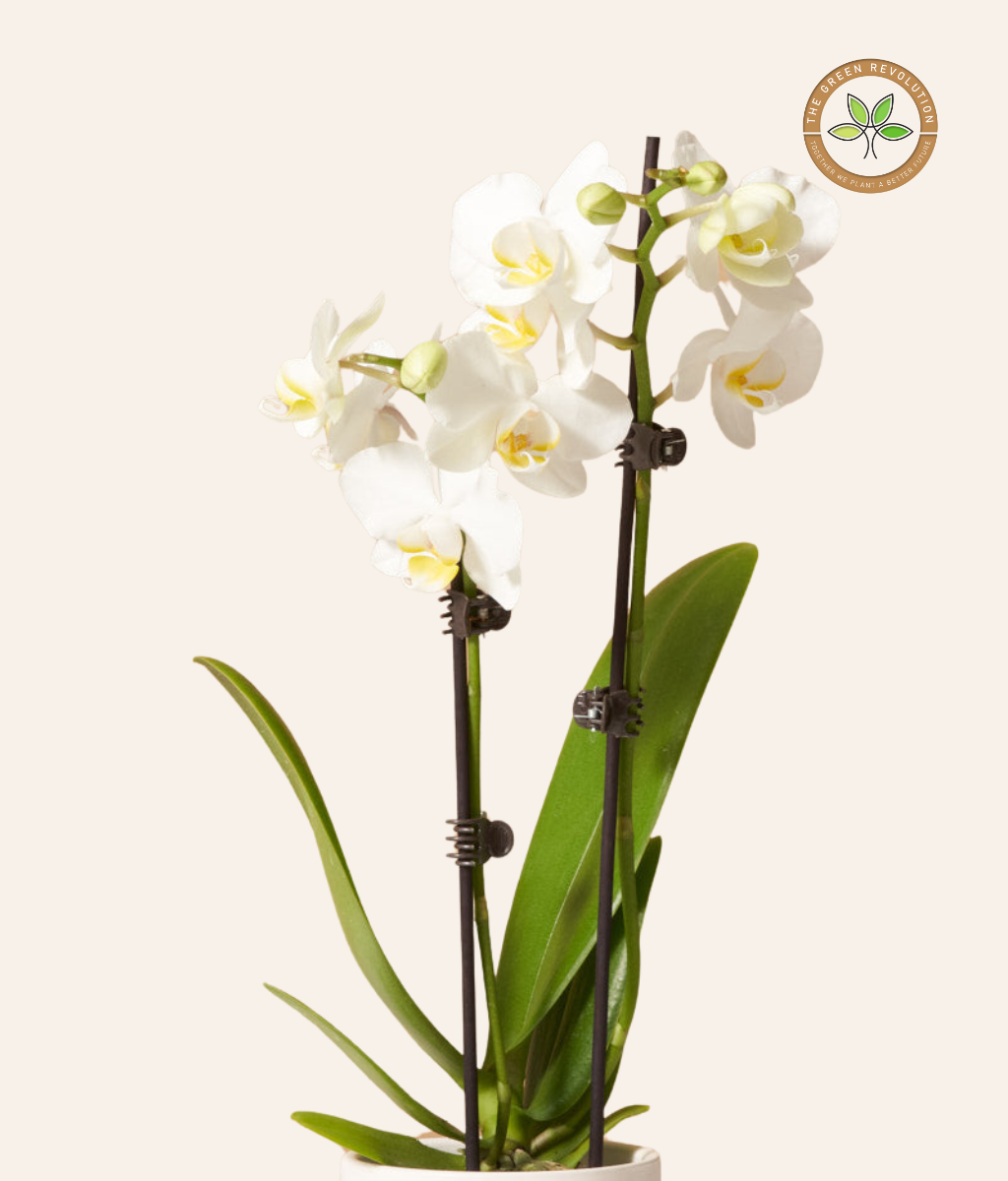 Orchid - Phalaenopsis