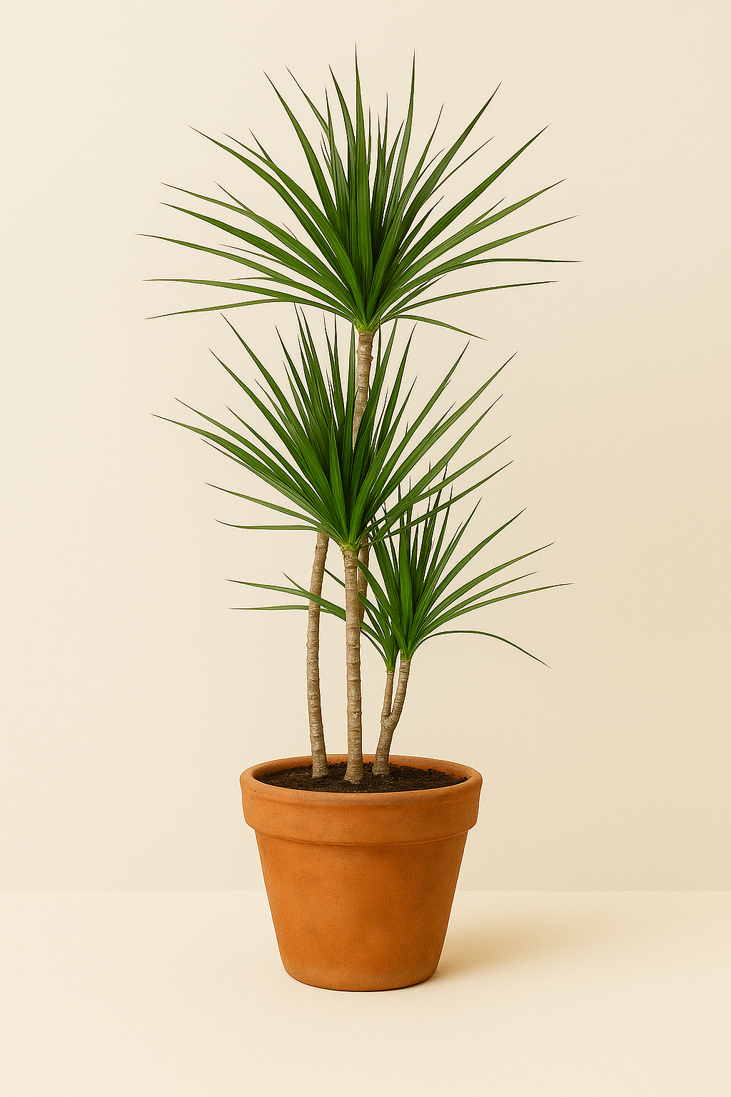 Dracaena Marginata
