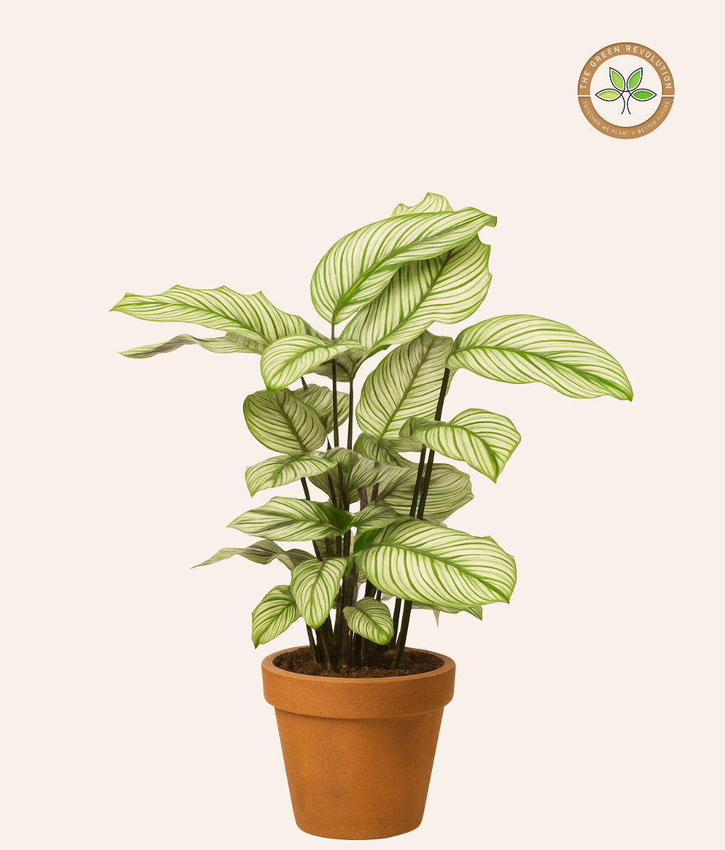 Calathea White Star (Calathea majestica &