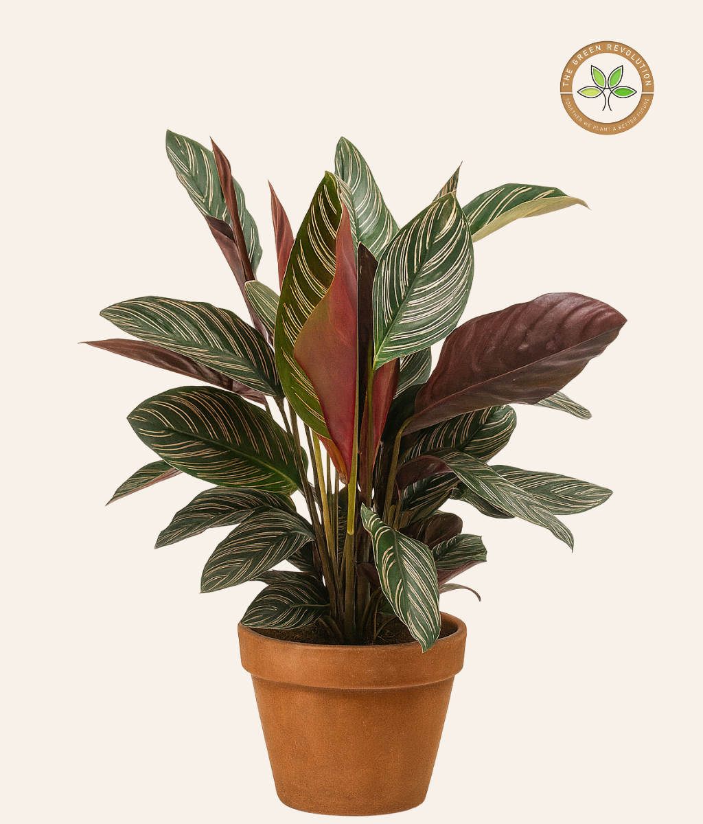 Calathea White Star (Calathea majestica &