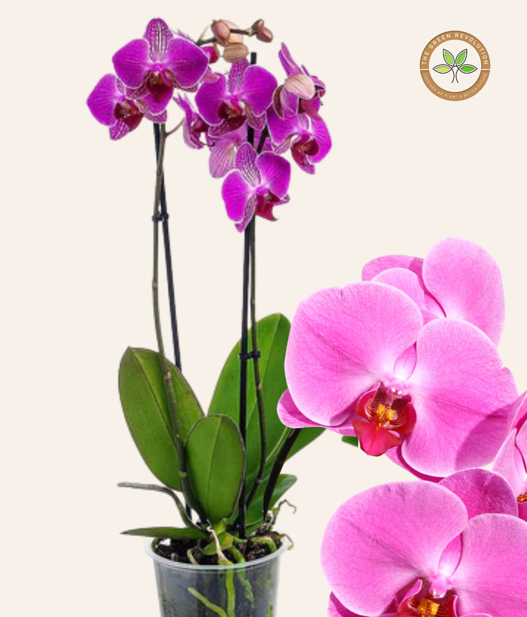 Orchid - Phalaenopsis