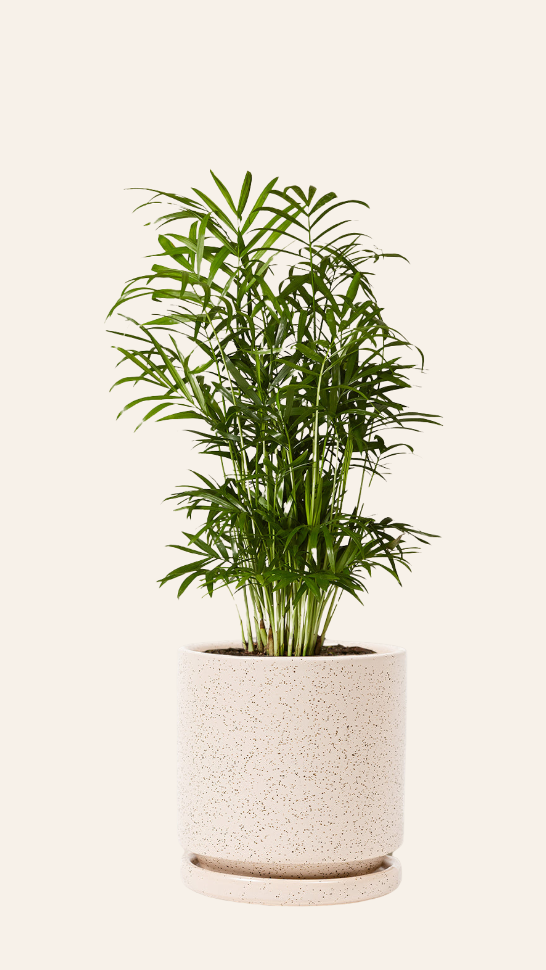 Chamaedorea Palm (Chamaedorea species)