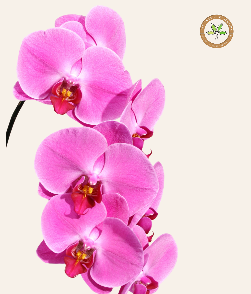 Orchid - Phalaenopsis