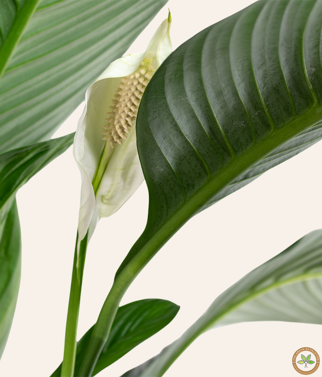 Spathiphyllum (Peace Lily)
