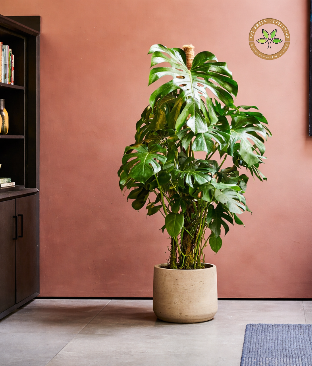 Monstera Swiss Cheese Plant (Monstera adansonii)