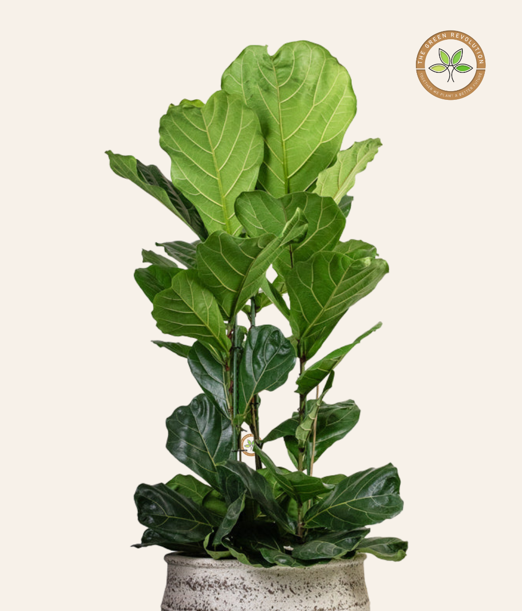 Ficus lyrata (Fiddle Leaf Fig)
