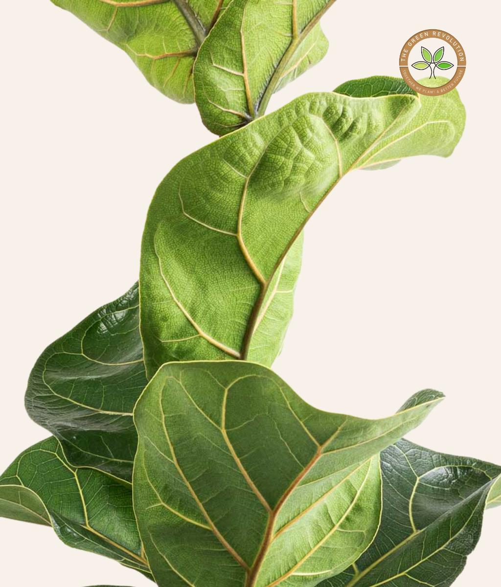 Ficus lyrata (Fiddle Leaf Fig)