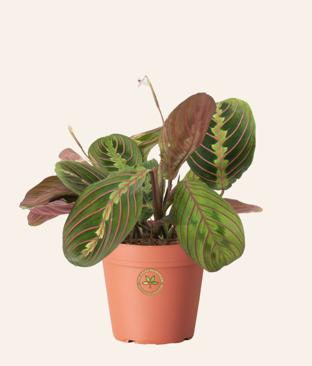 Calathea Maranta (Prayer Plant)