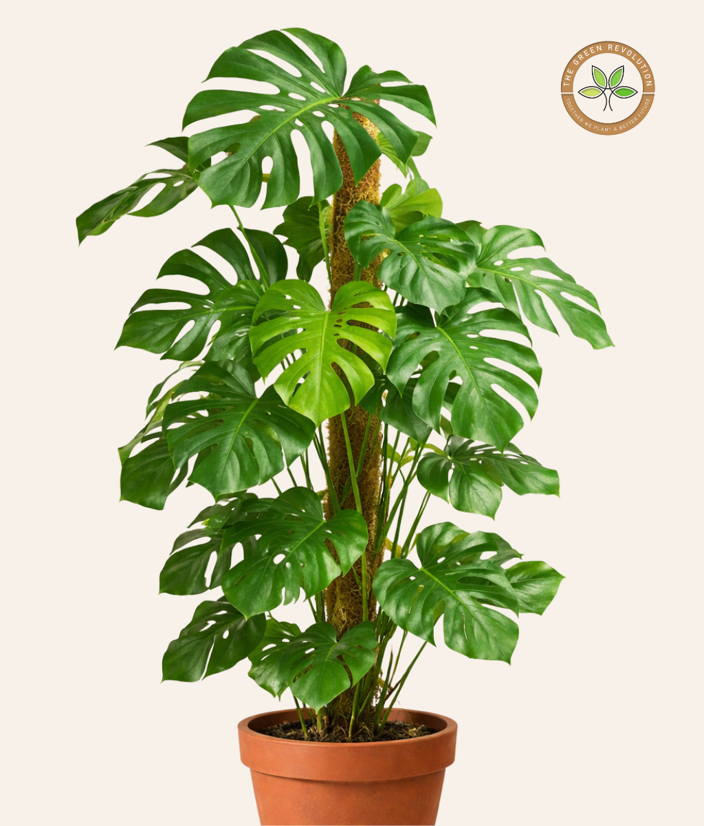 Monstera Swiss Cheese Plant (Monstera adansonii)