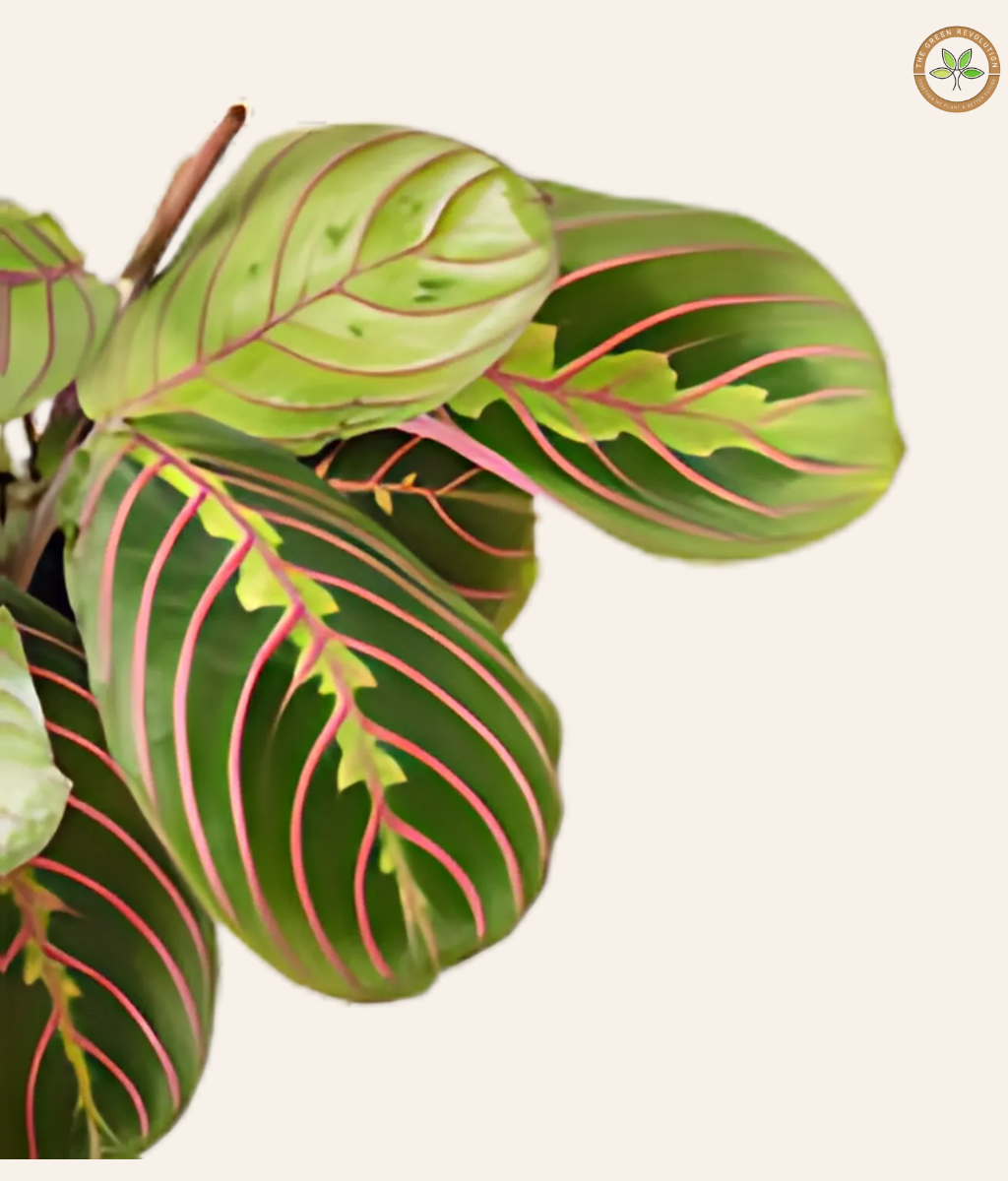 Calathea Maranta (Prayer Plant)