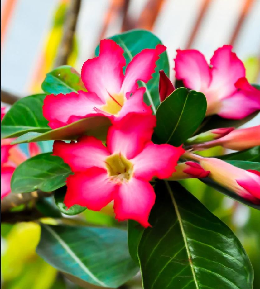 Adenium Obesum (Desert Rose)