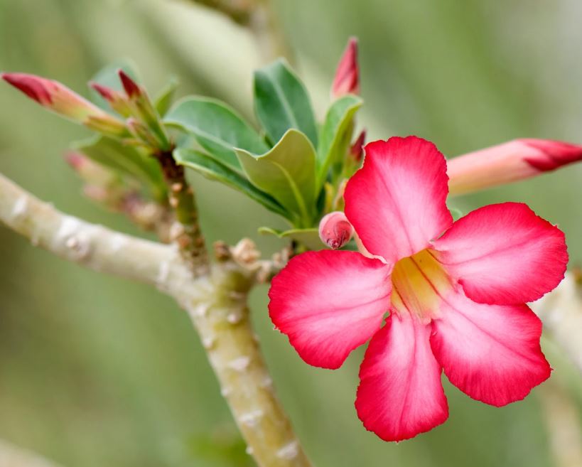 Adenium Obesum (Desert Rose)