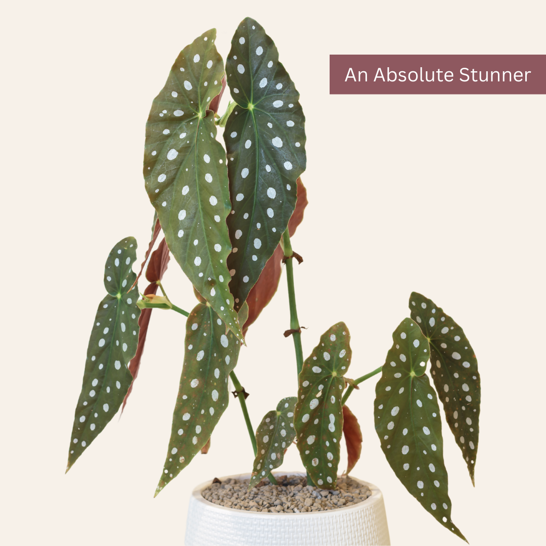 Begonia Maculata (Polka Dot Begonia)