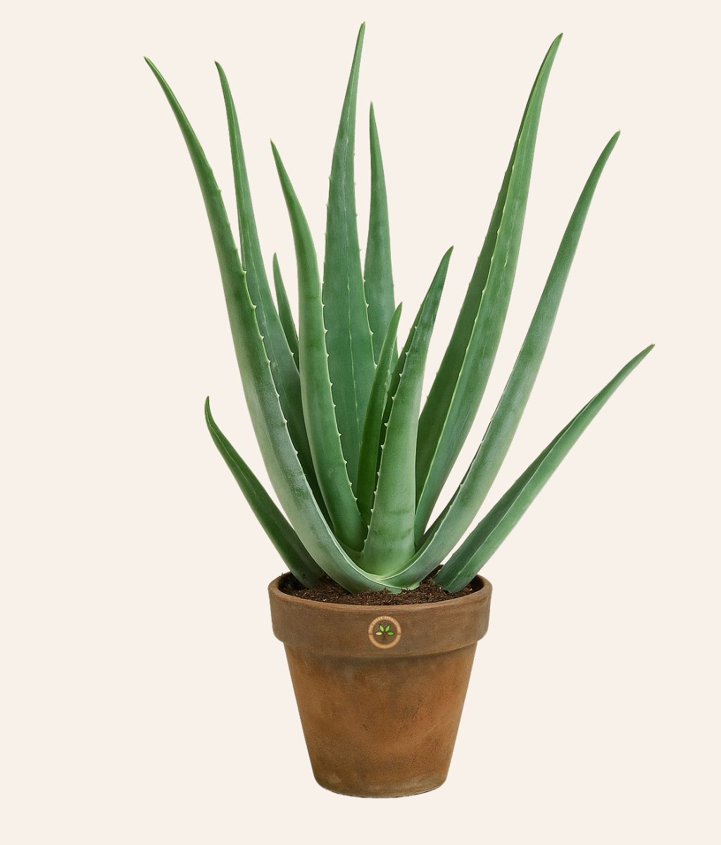 Aloe Vera - Indoors