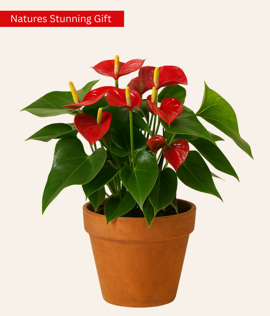 Anthurium Andreanum (Flamingo Flower)