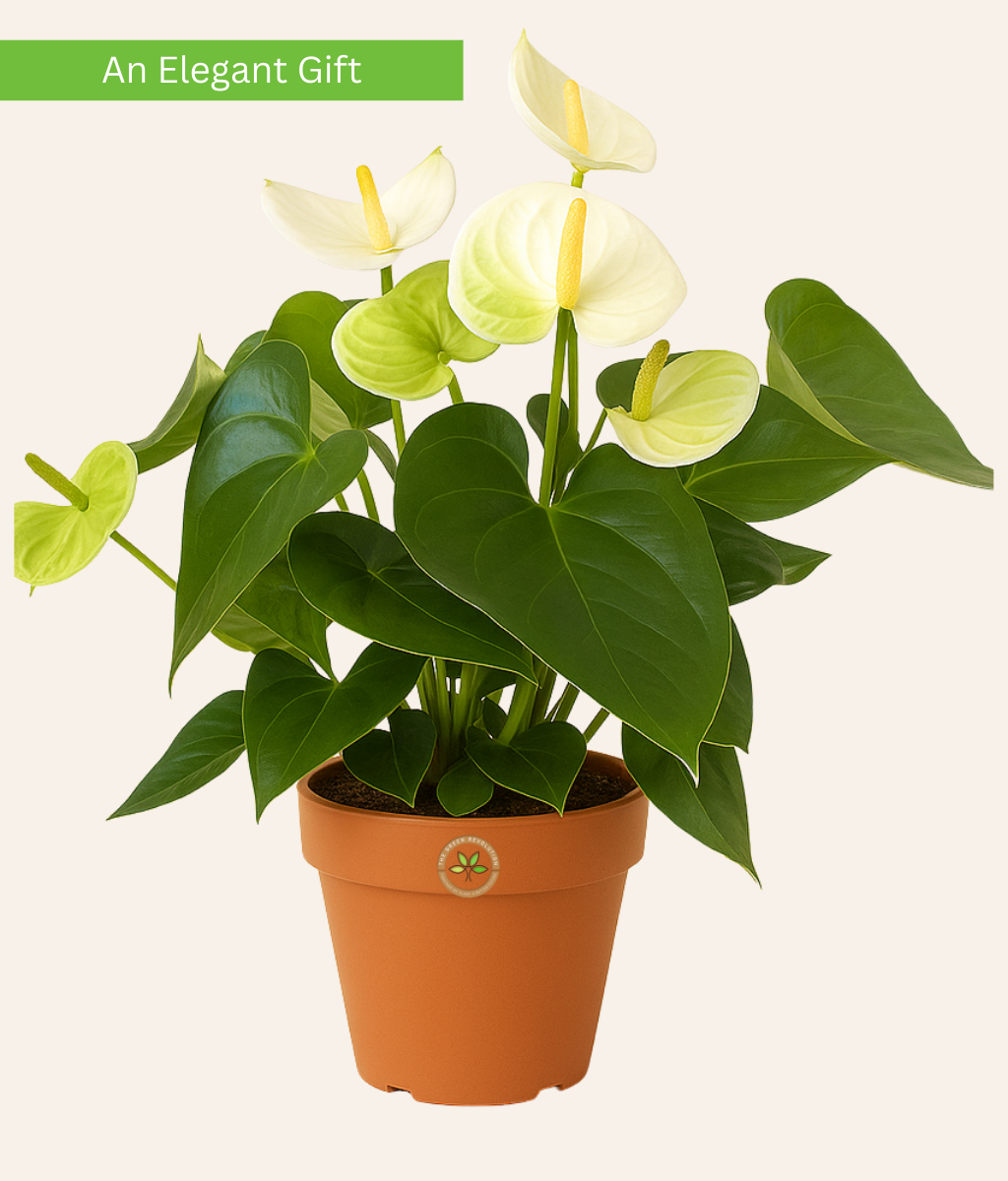 Anthurium White (White Flamingo Flower)