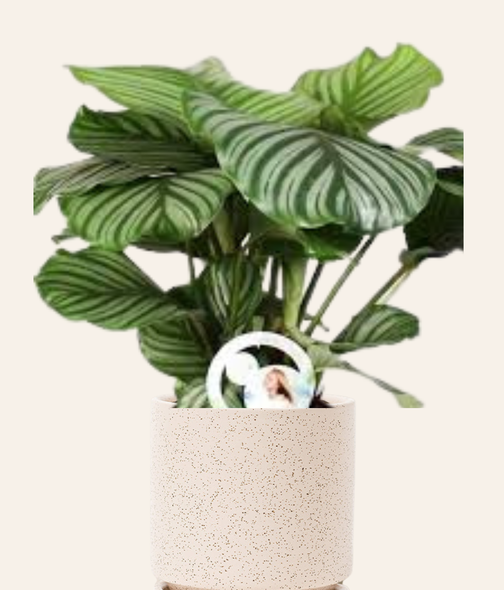 Calathea Orbifolia