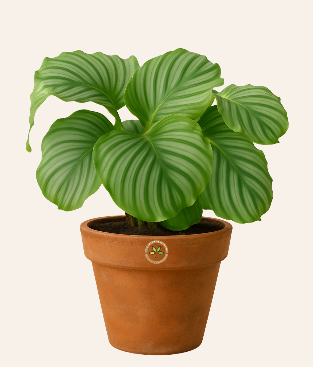 Calathea Orbifolia