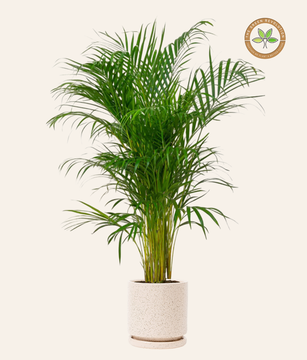 Chrysalidocarpus lutescens (Areca Palm)