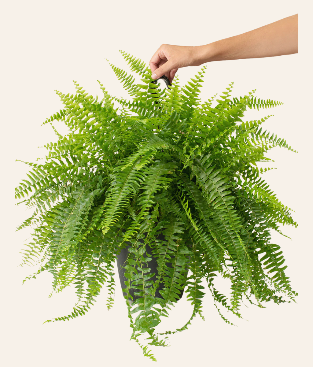 Boston Fern (Nephrolepis exaltata)