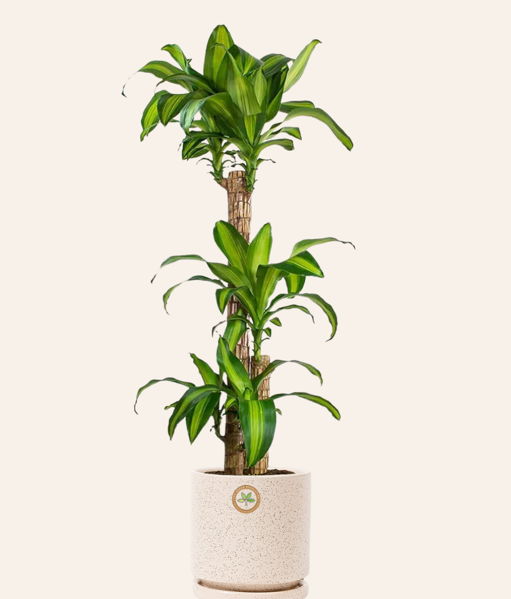 Dracaena Fragrans ‘Massangeana’ (Corn Plant)