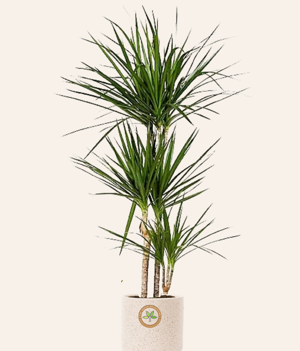 Dracaena Marginata