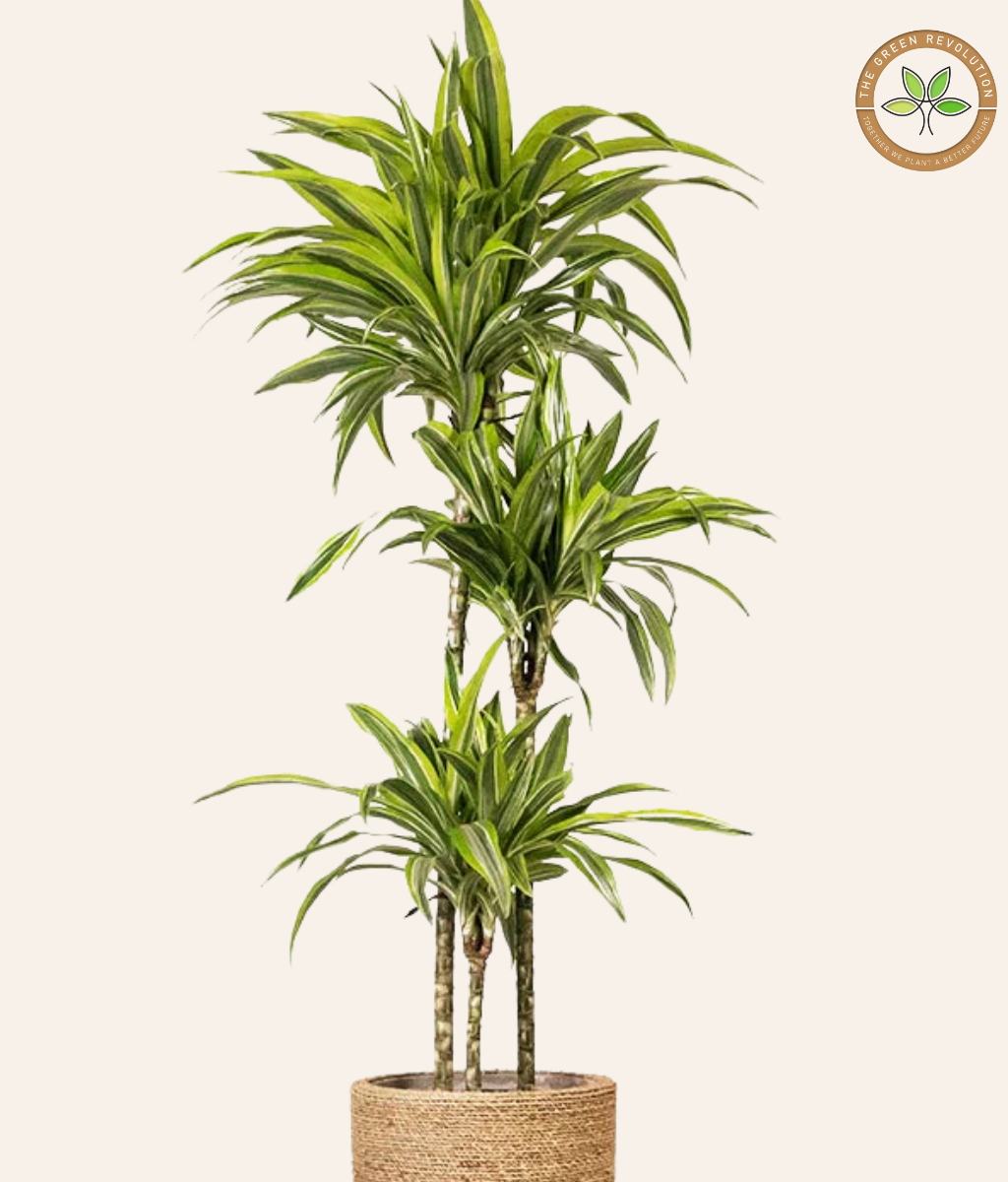 Dracaena ‘Lemon Lime’