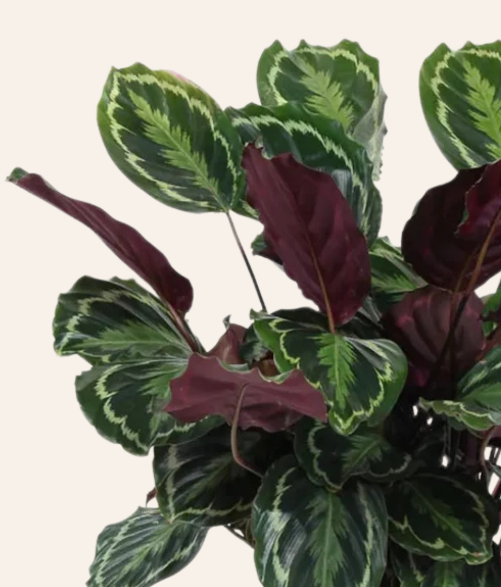 Calathea Roseopicta (Rose Painted Calathea)