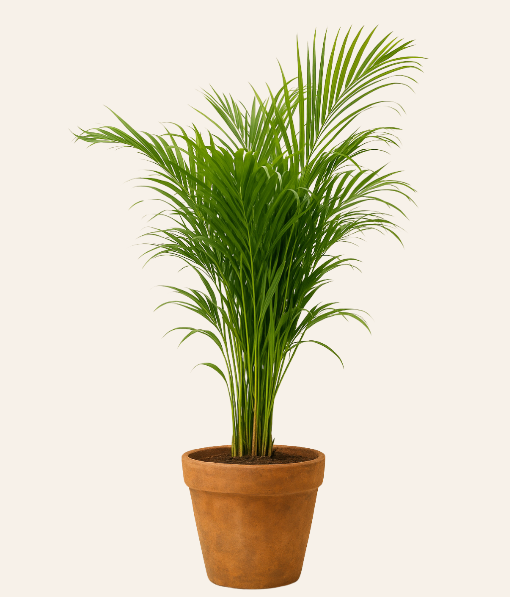 Areca Palm (Dypsis)