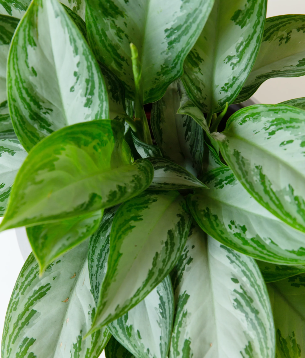 Aglaonema Green (Chinese Evergreen)