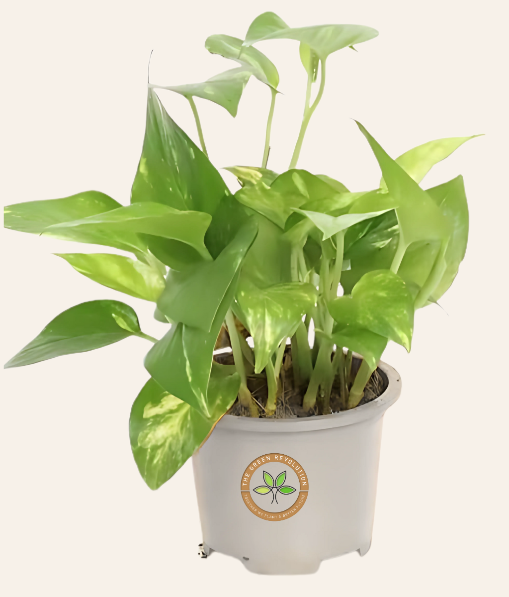 Epipremnum ‘Enjoy’ (Pothos ) (Money Plant)