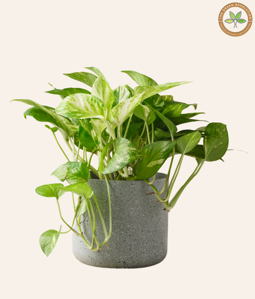Epipremnum ‘Enjoy’ (Pothos ) (Money Plant)
