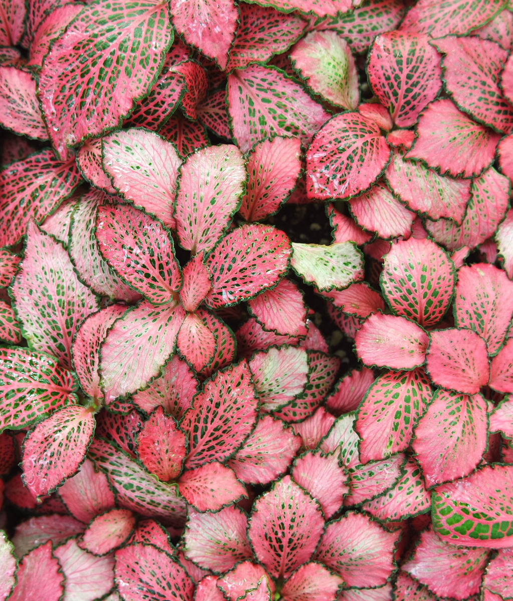 Fittonia