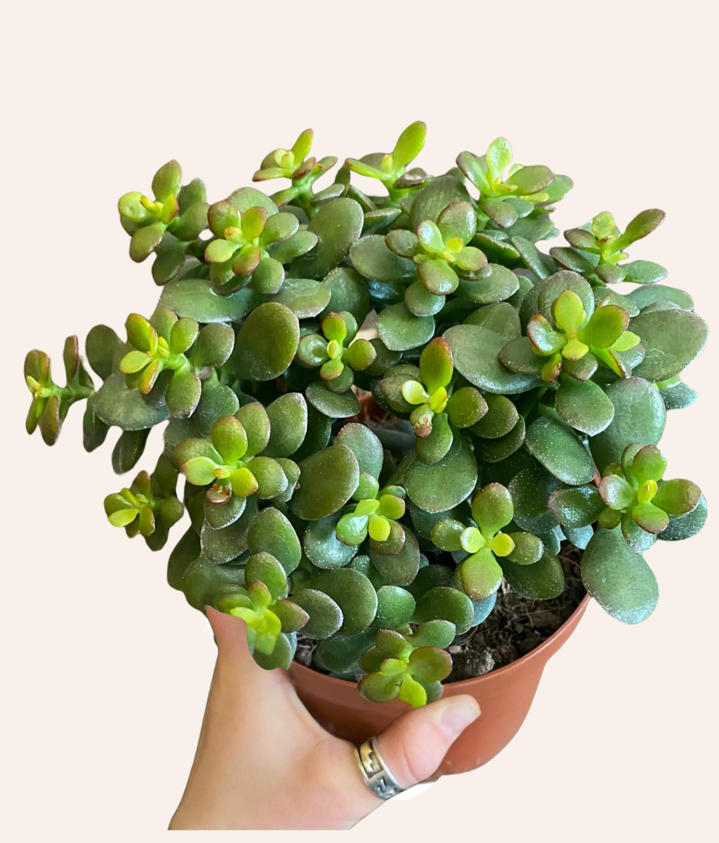 Crassula Ovata (Jade)