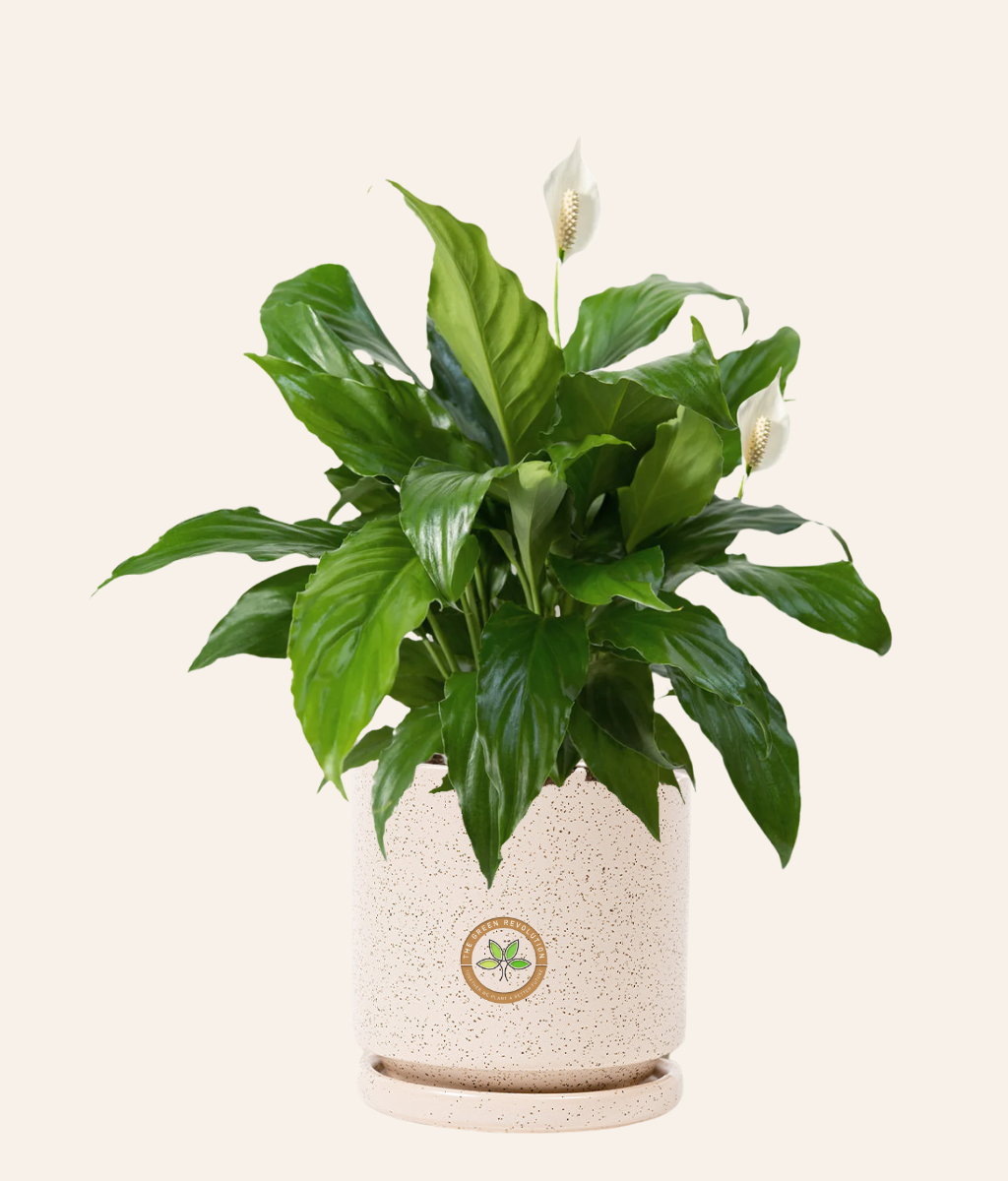 Spathiphyllum (Peace Lily)