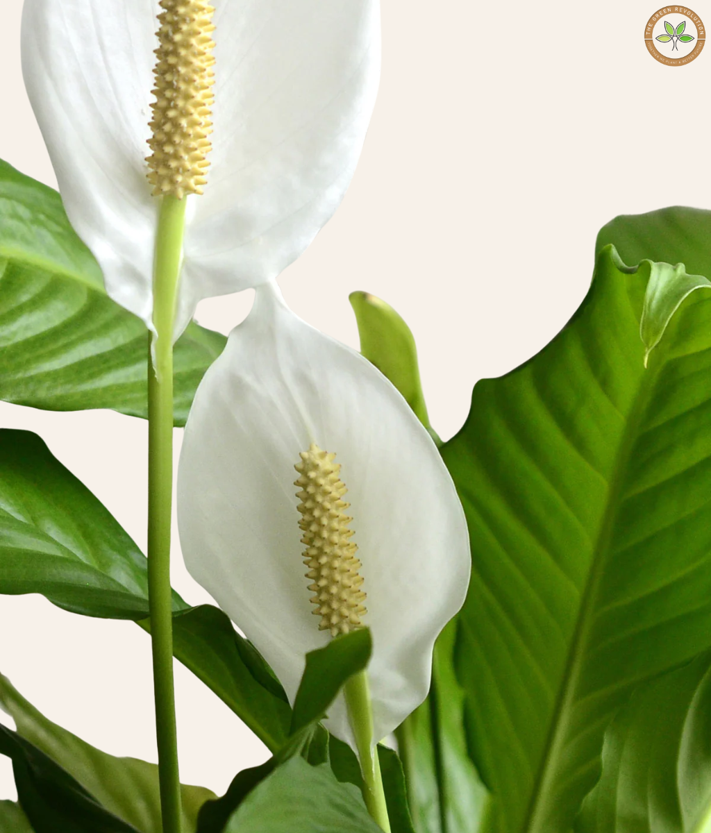 Spathiphyllum (Peace Lily)