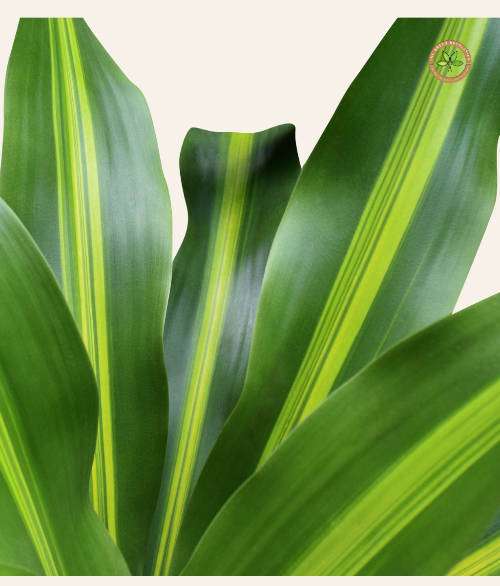 Dracaena Fragrans ‘Massangeana’ (Corn Plant)