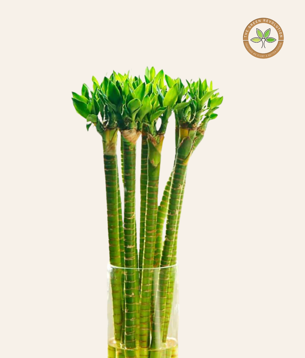 Lotus Bamboo (Water Plant)