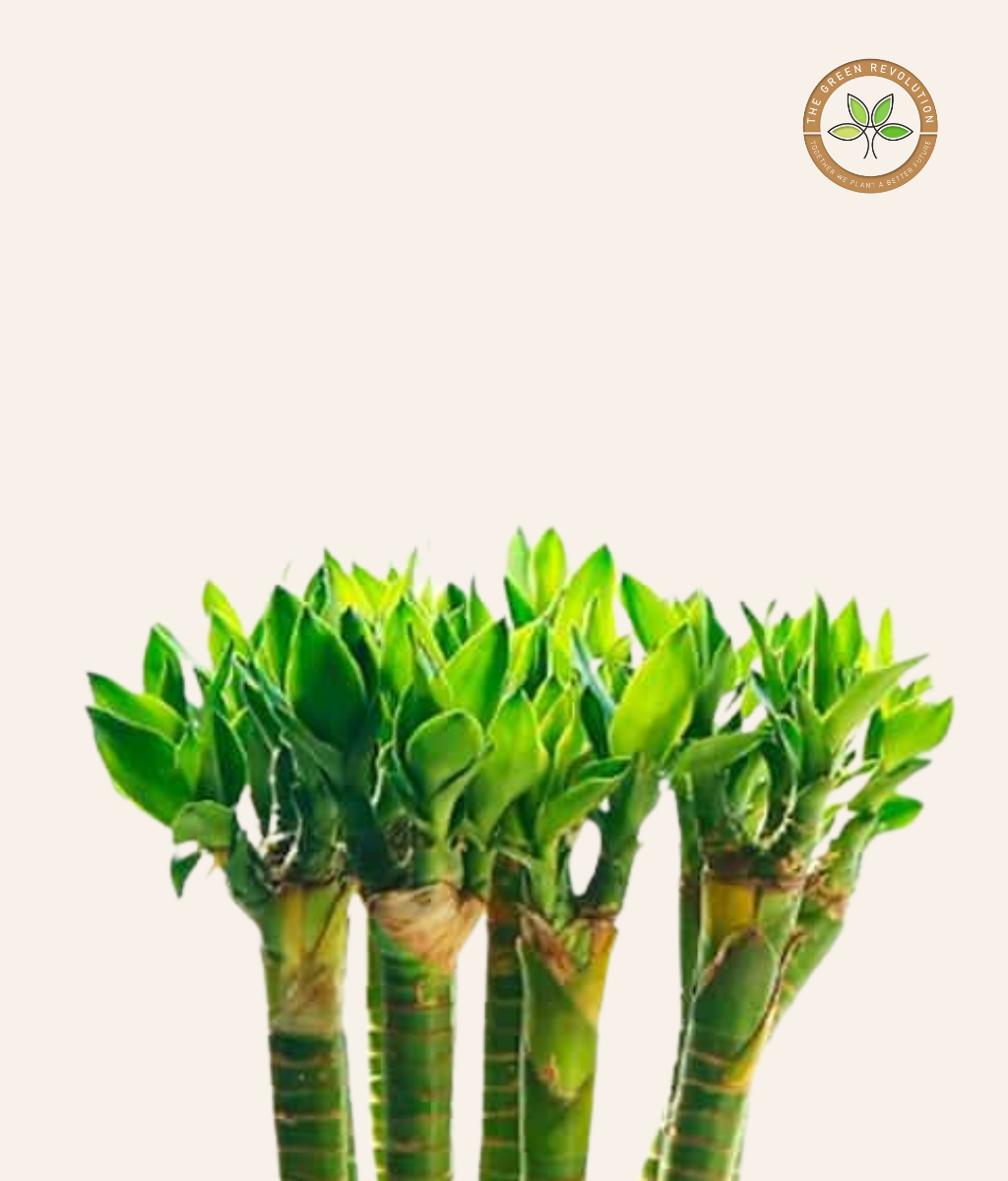 Lotus Bamboo (Water Plant)
