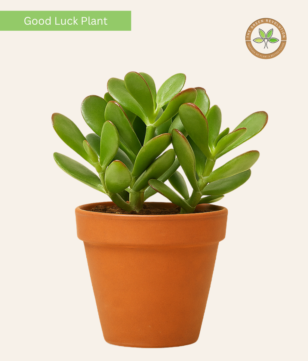 Crassula Ovata (Jade)