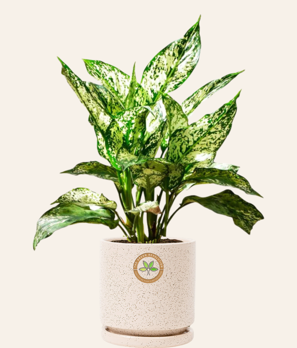Aglaonema Spring Snow (Chinese Evergreen)