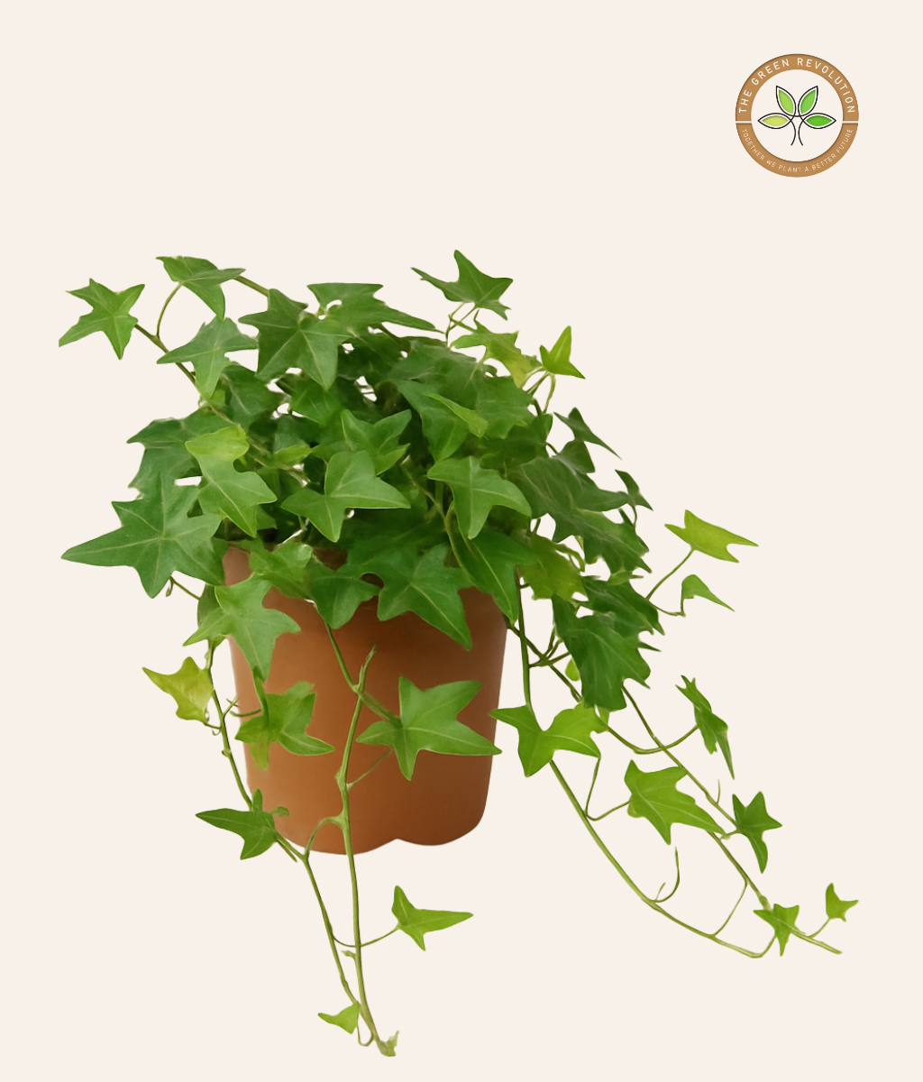 Hedera (English Ivy) - Desktop