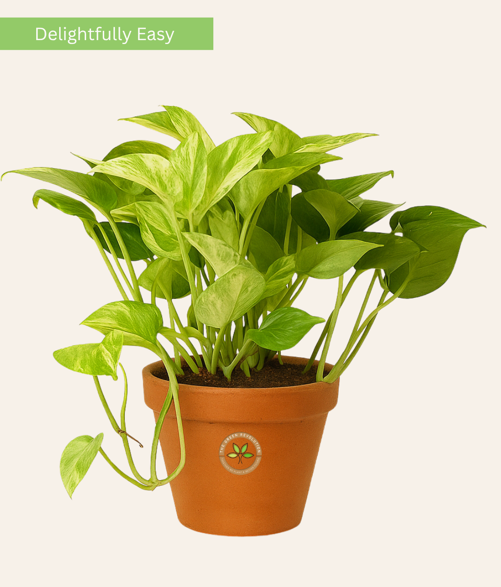 is money plant same as pothos Epipremnum 'Enjoy' (Pothos ) (Money Plant) – The Green Revolution (TGR)