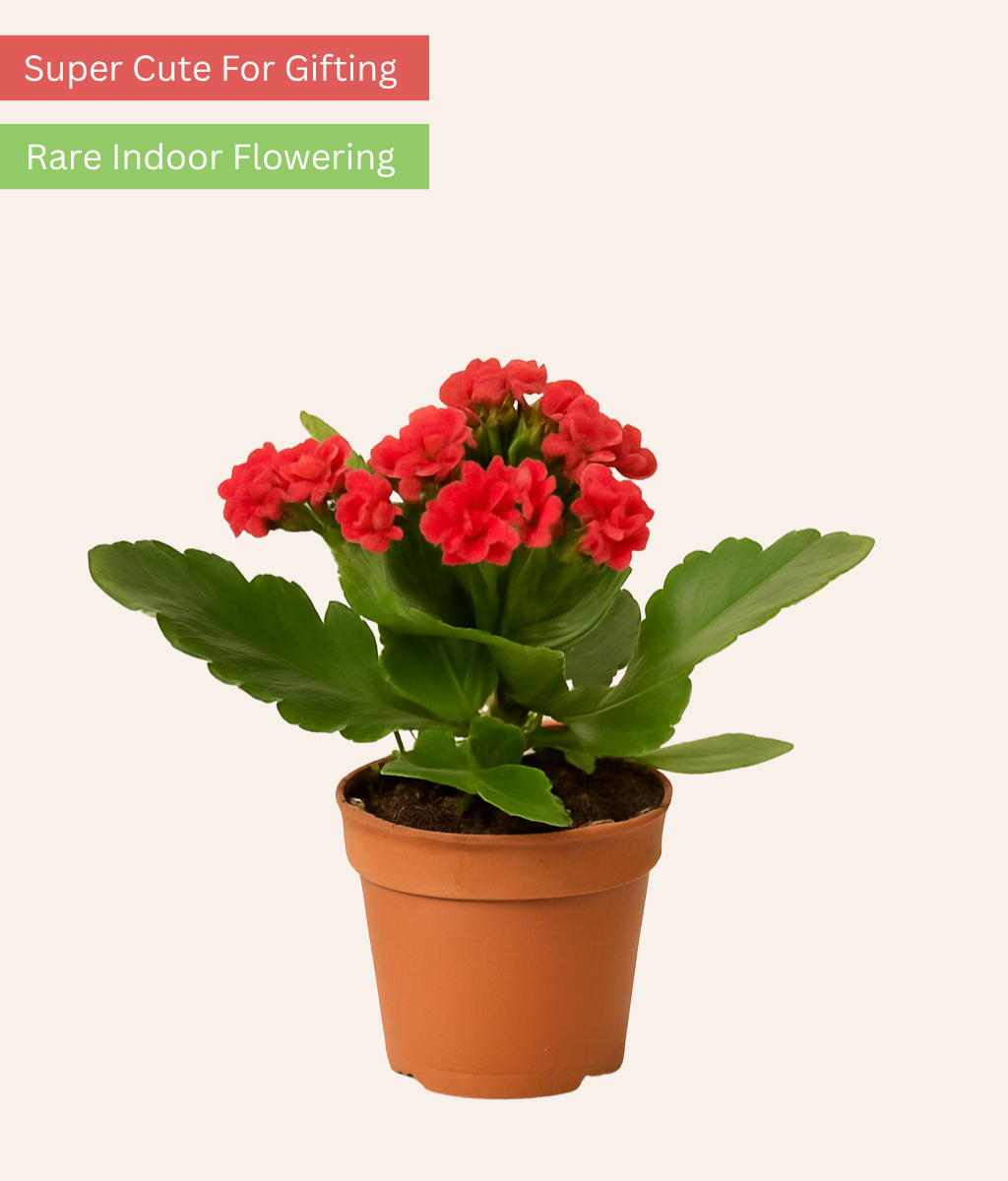 Kalanchoe
