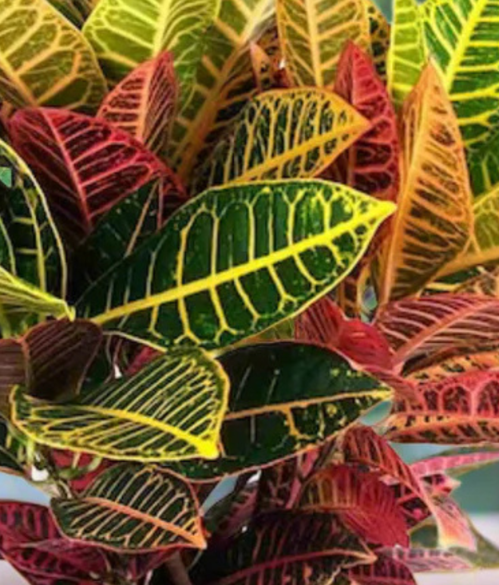 Croton Petra (Codiaeum variegatum &