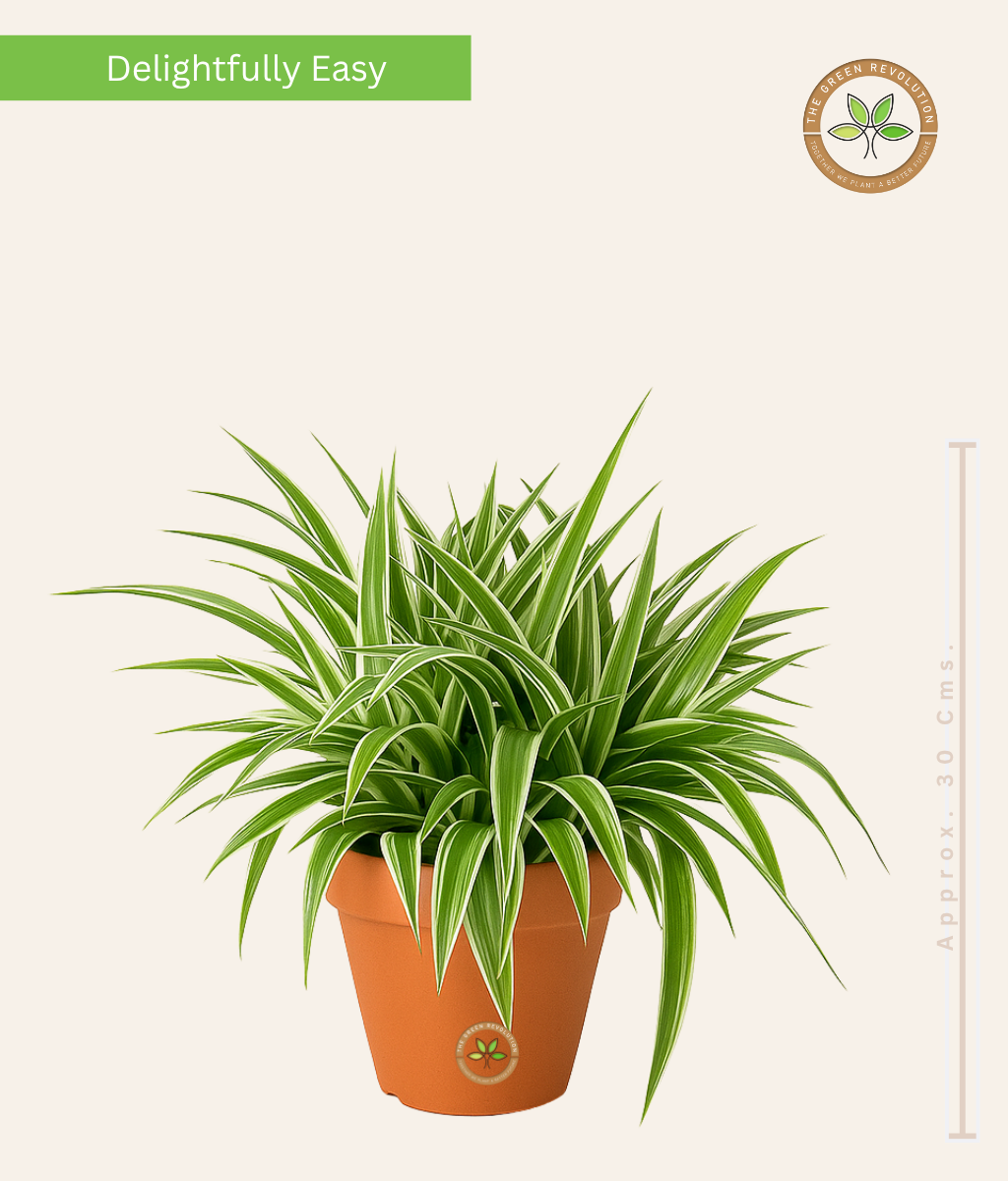 Chlorophytum comosum &