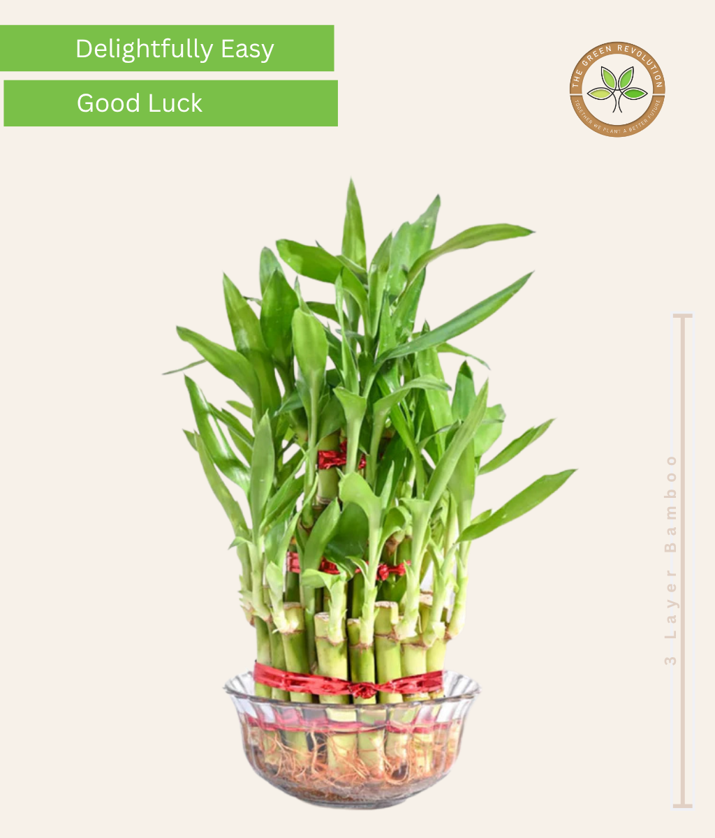 Lucky Bamboo (Dracaena Sanderiana)